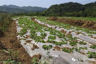 萬畝農田種養及加工產業基地落戶呂田鎮，推動優質農產品直通餐桌