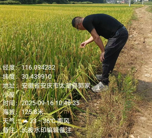 天華鎮植保行動 科技護航，糧食豐產之路