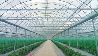 斜角村 以菜為基，以水為業，雙輪驅動助力鄉村產業振興